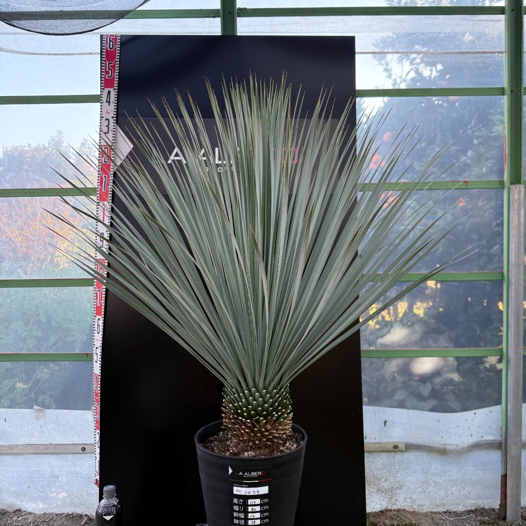 【AL1079】ユッカ　LA ALBERO　ランチョブルー　数量限定販売