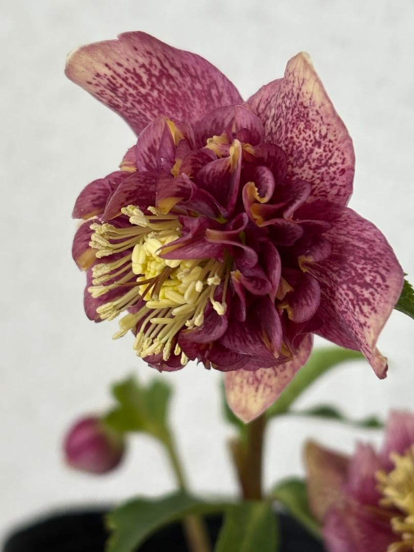 認定　アンティークモーリー　クリスマスローズ開花株