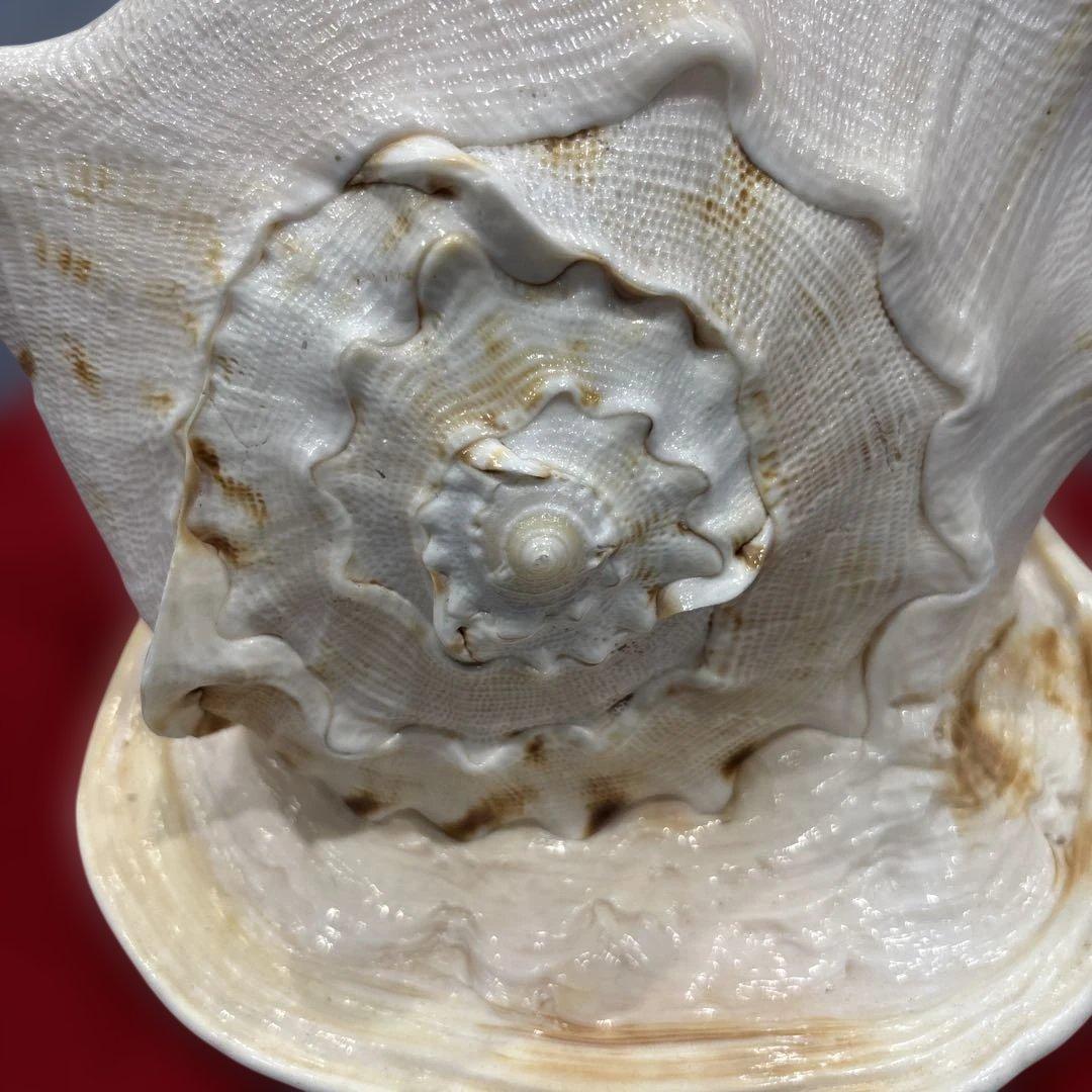 古代桃色法螺貝（ピンク貝）法螺貝　ほら貝　 ホラガイコンク貝笛