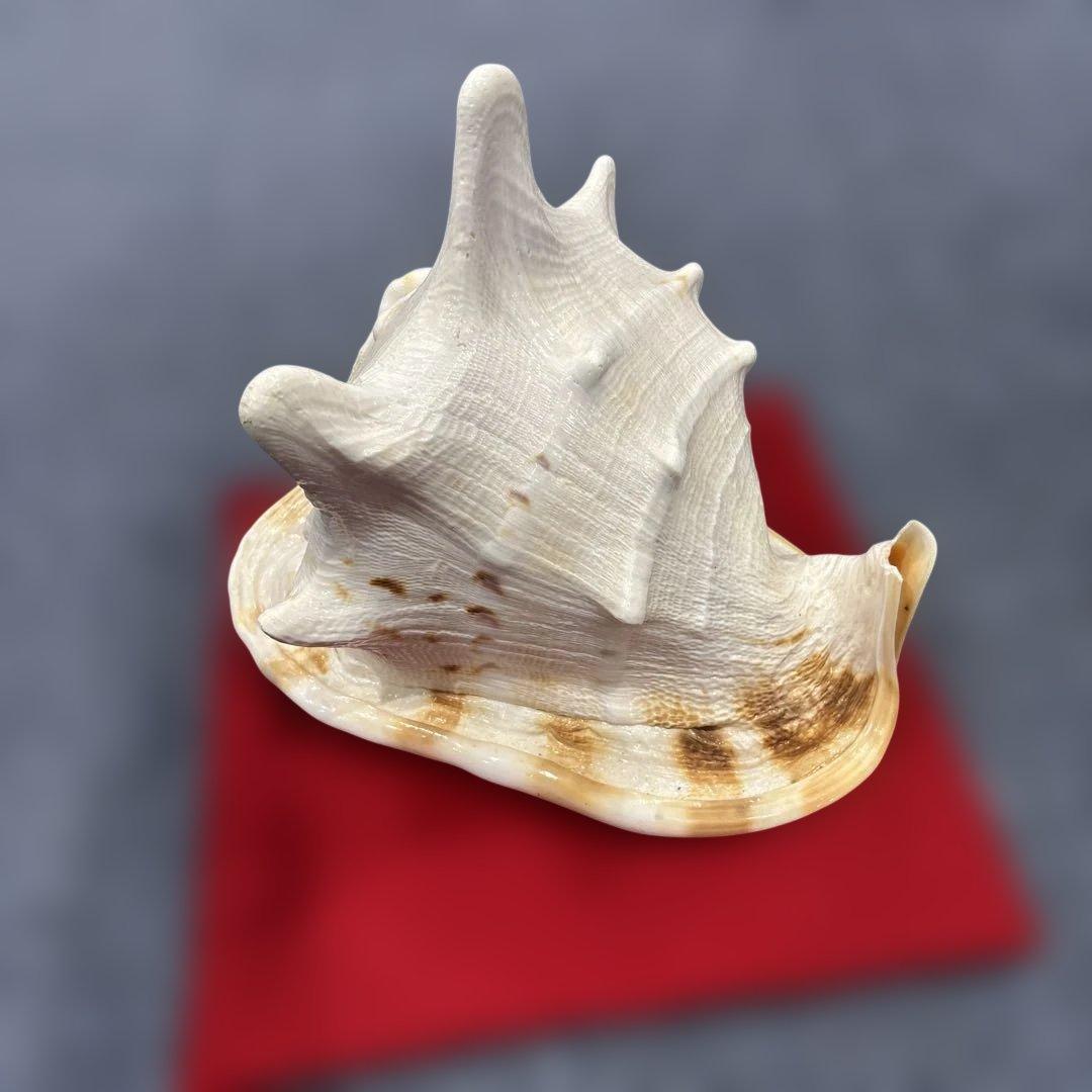 古代桃色法螺貝（ピンク貝）法螺貝　ほら貝　 ホラガイコンク貝笛