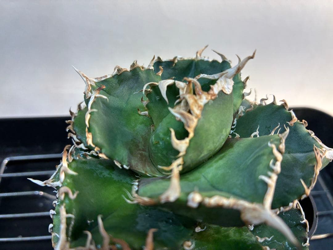 アガベ チタノタ 金剛 キングコング強棘 優良株