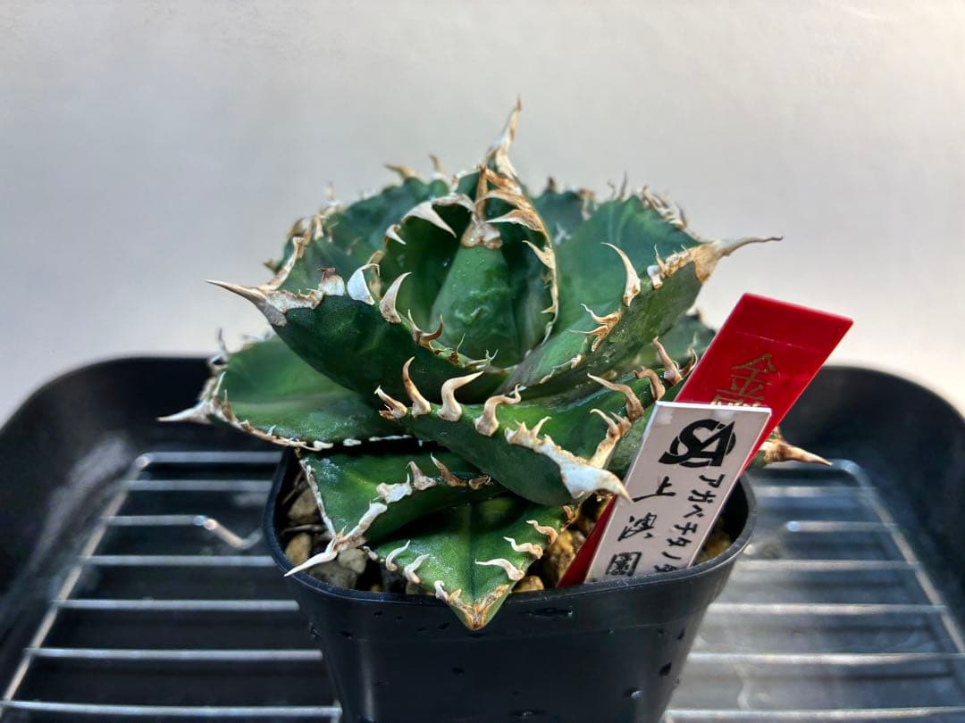 アガベ チタノタ 金剛 キングコング強棘 優良株