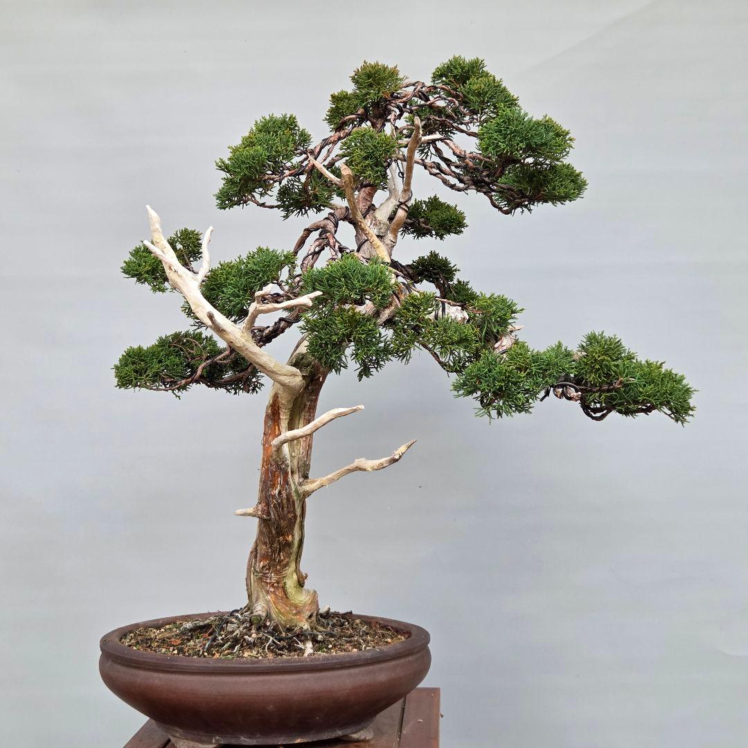 真柏　[模様木]　大品盆栽