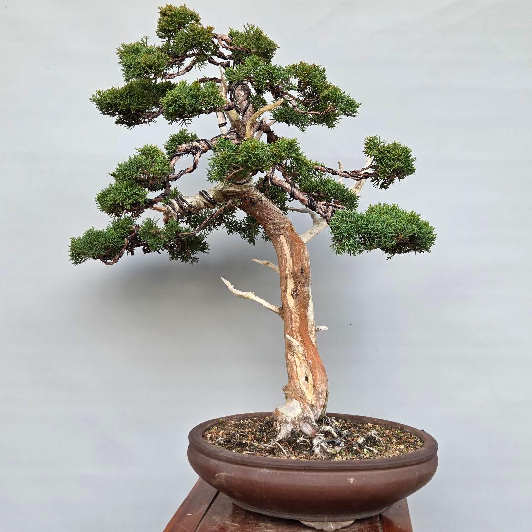 真柏　[模様木]　大品盆栽