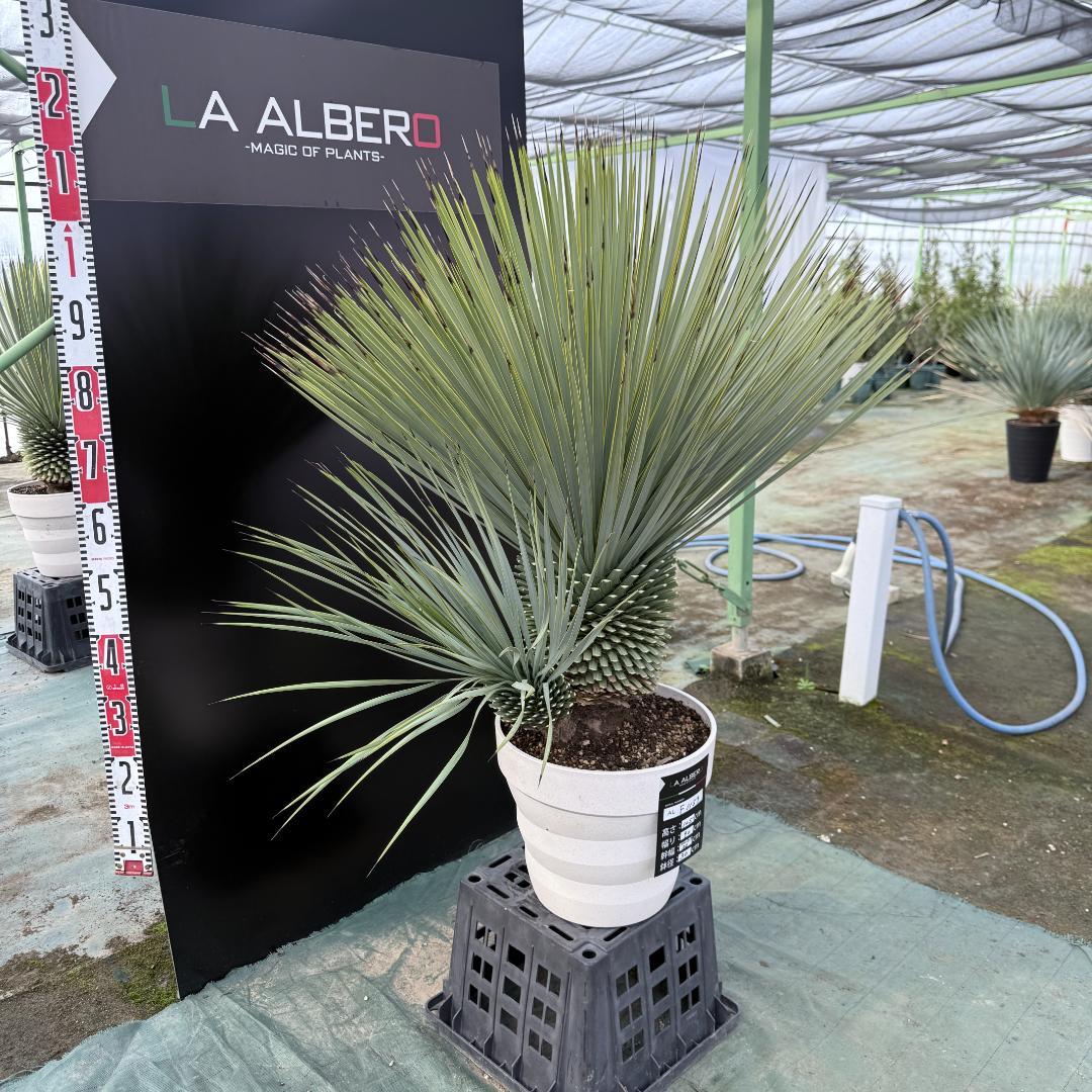 【AL-F1159】ユッカ　ロストラータ　超美形　ダブルヘッド