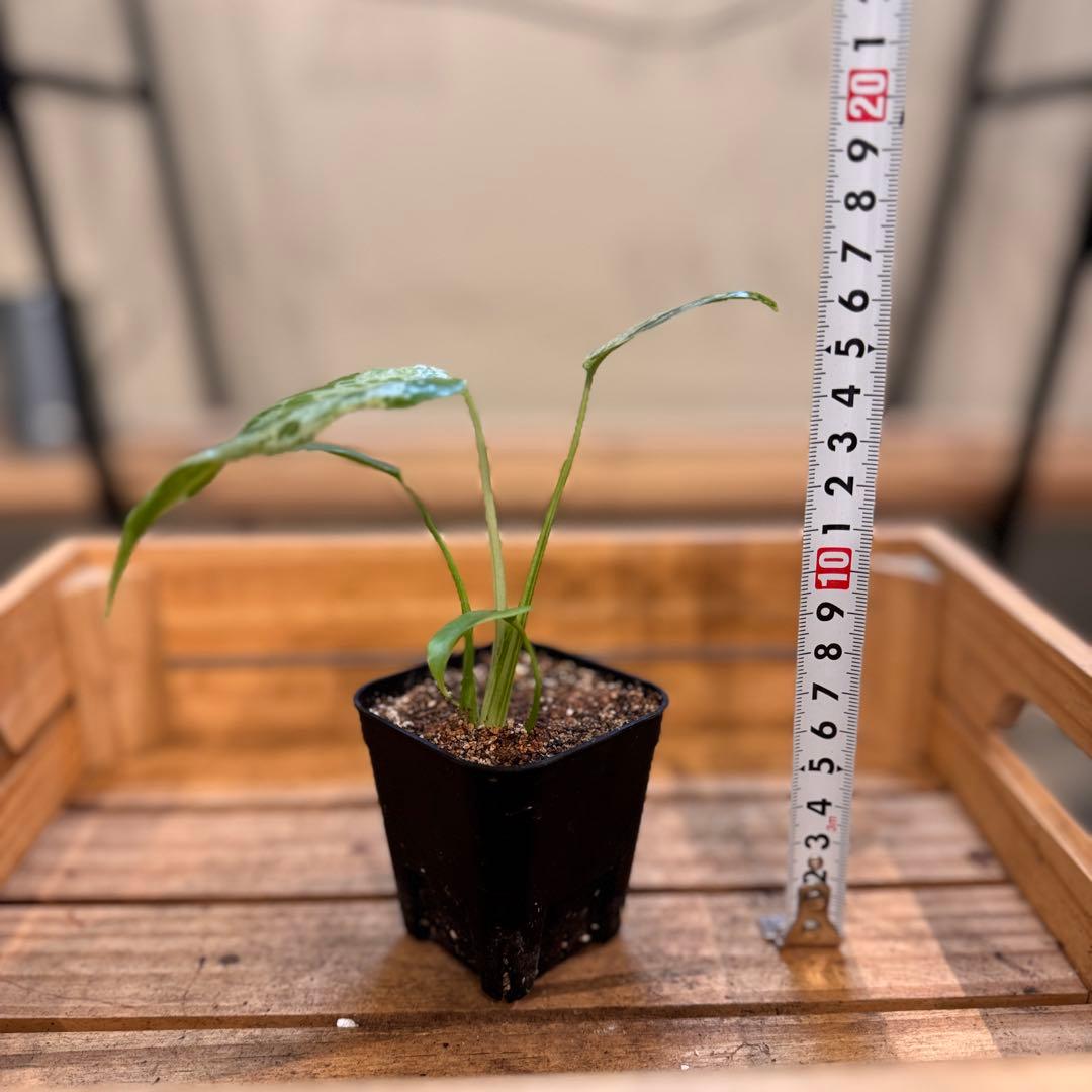 マ*ン様 45 モンステラ　デリシオーサ　バルバソー　斑入り　希少モンステラ　T