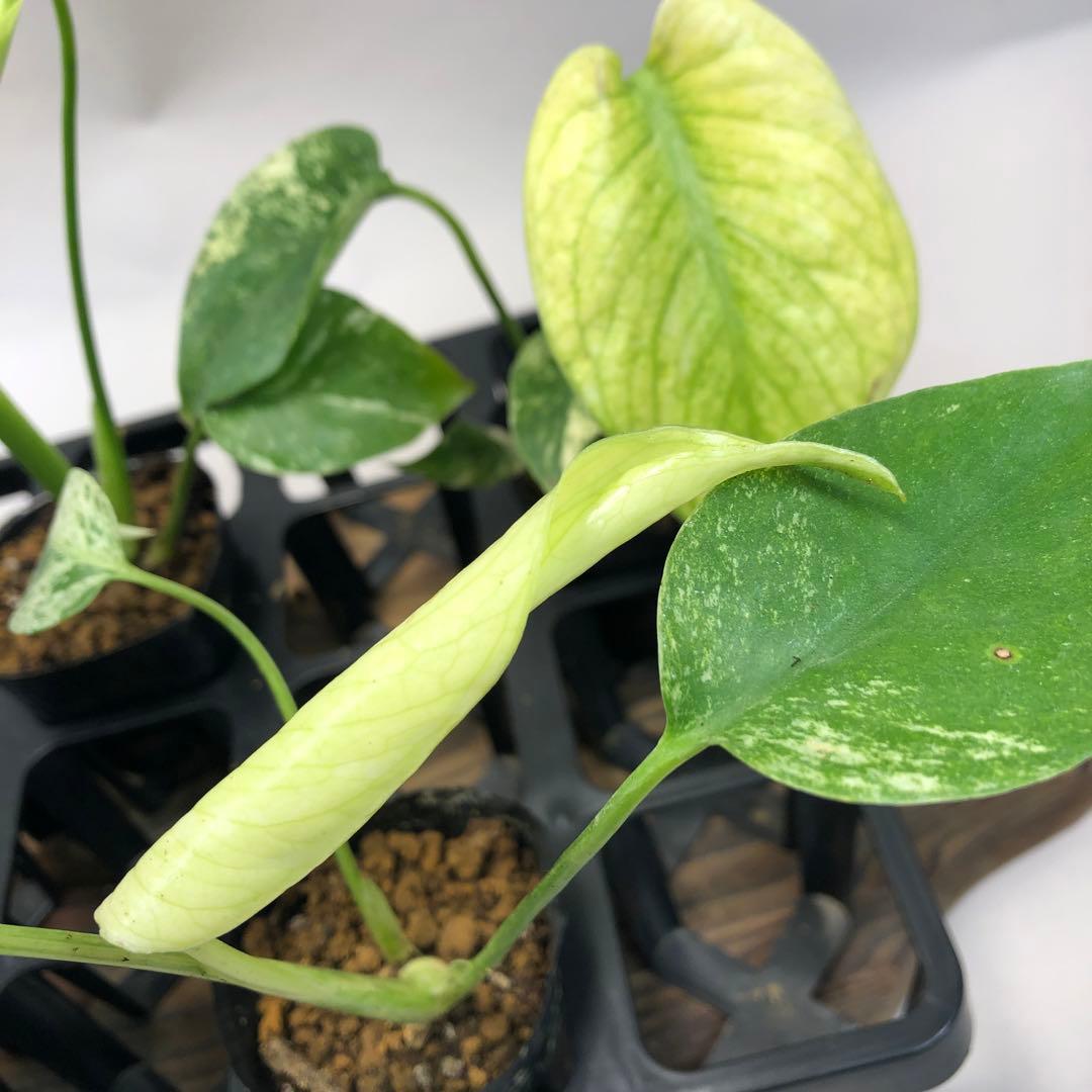 ち*え様 MS109 白怪兽 ホワイトモンスター 天津蘭 モンステラ斑入り　デリ