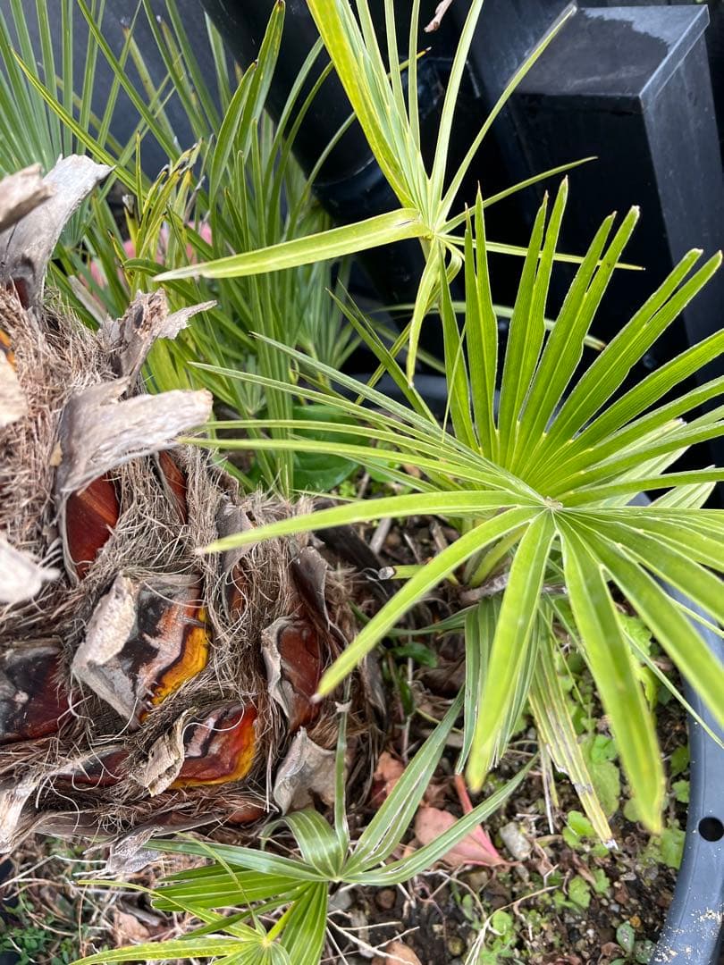 引き取り限定　チャボトウジュロ　チャメロプス　観葉植物 約90cm 黒鉢