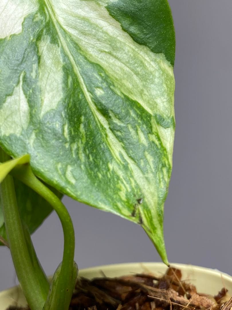 S*L様 ①【超希少‼️】モンステラ　エレクトロライト　斑入り　レア　人気　メル