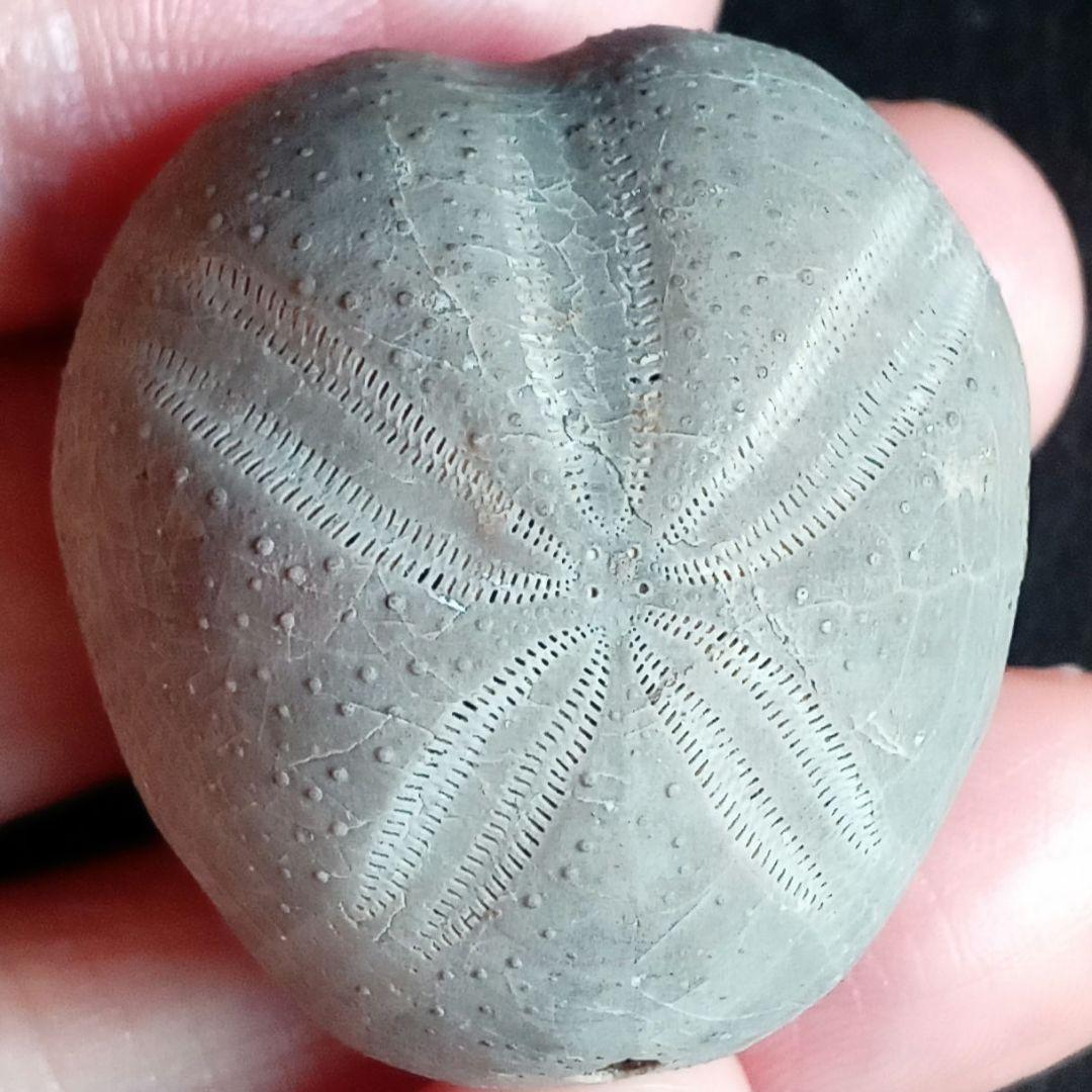 ウニ化石　ブンブク　30mm　極美麗　MAXIMUM　希少な標本