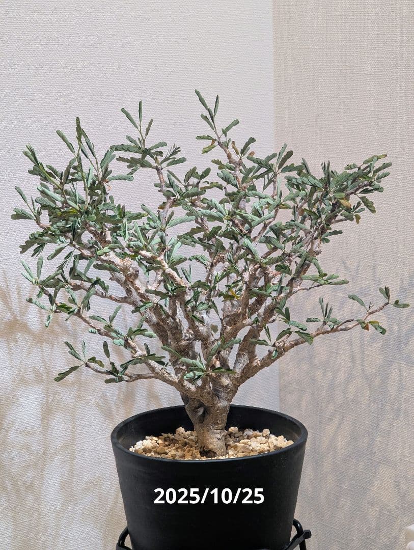 火*＠様 1/31までセール！センナ メリディオナリス　美株