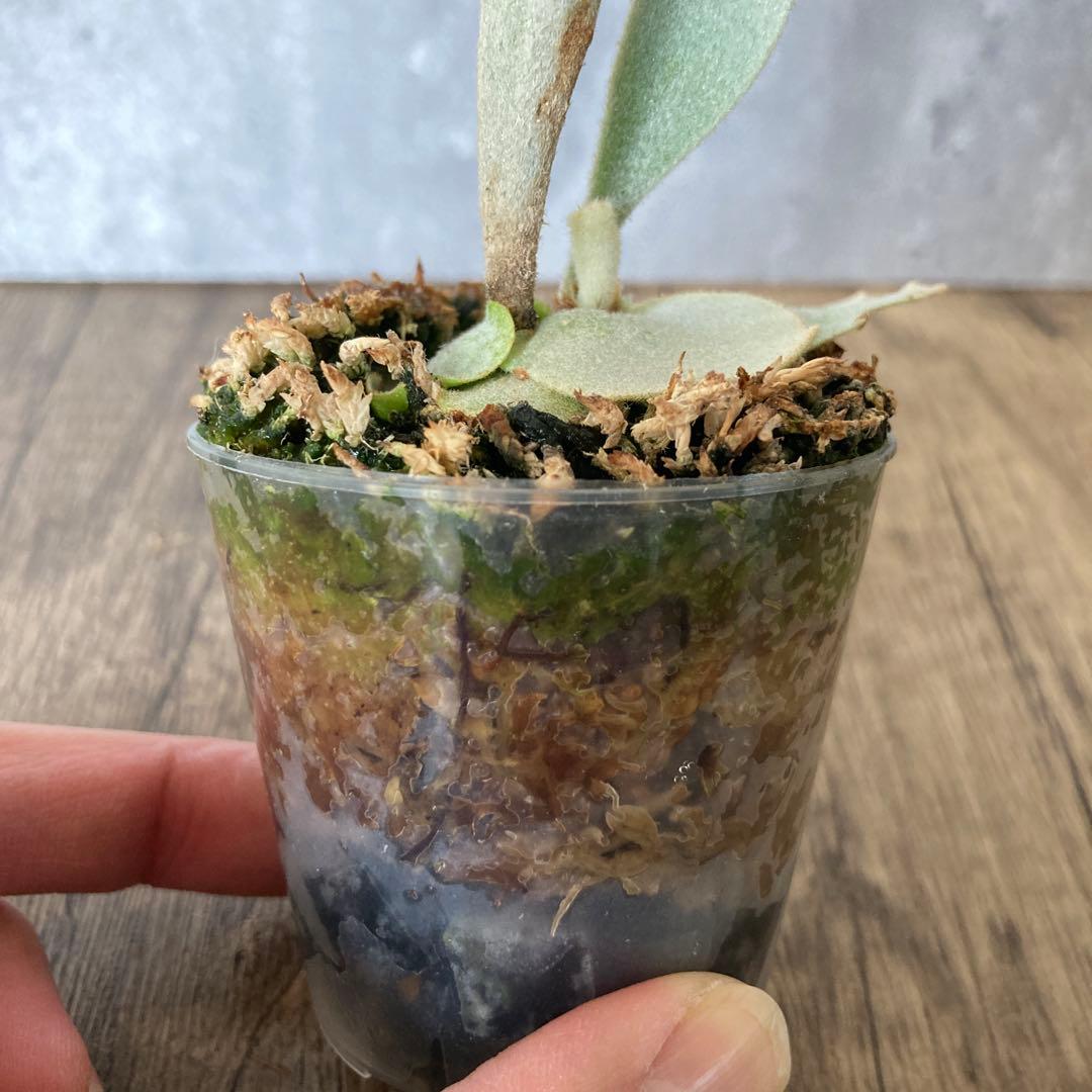 ビカクシダ ペドロ　P.willinckii cv.Pedro OC株