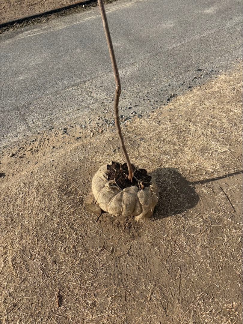 山採り ナツハゼ 自然樹形