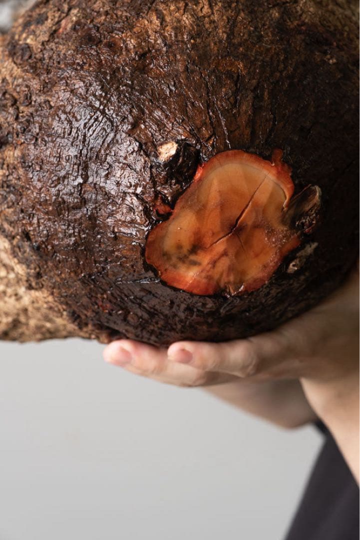 kk114 オペルクリカリア パキプス ベアルート株