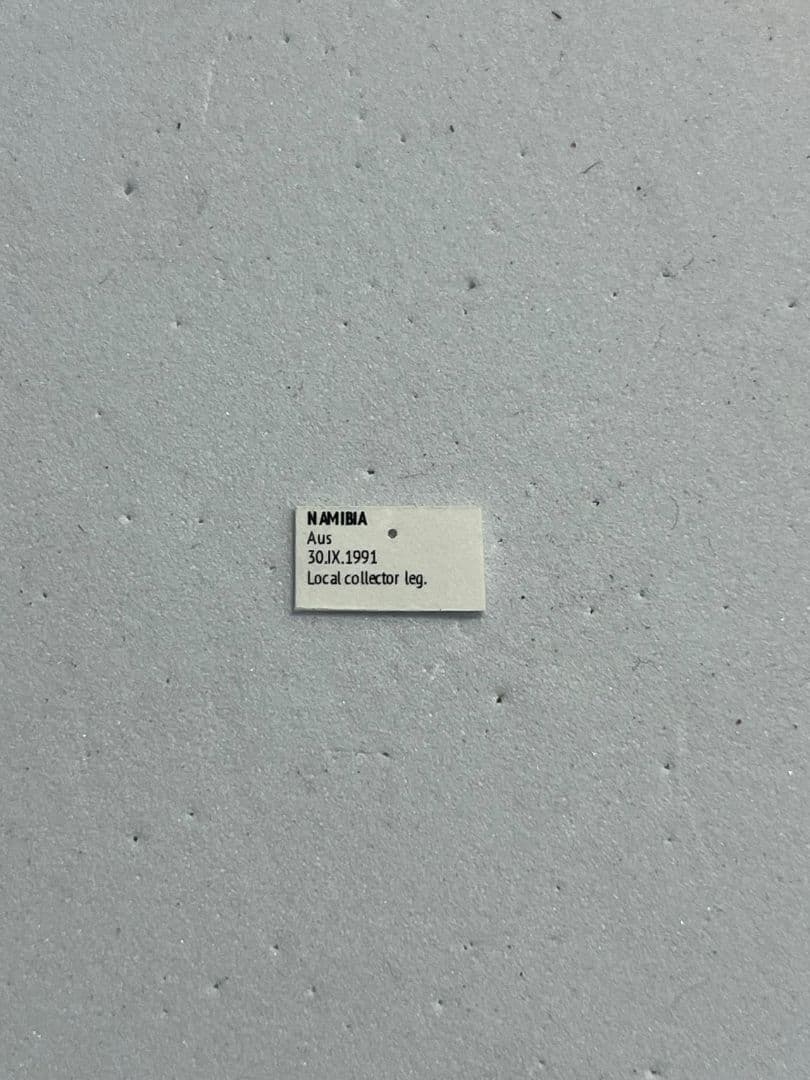 【24mm♂】クモガタタマオシコガネに酷似のPachysoma標本　糞虫