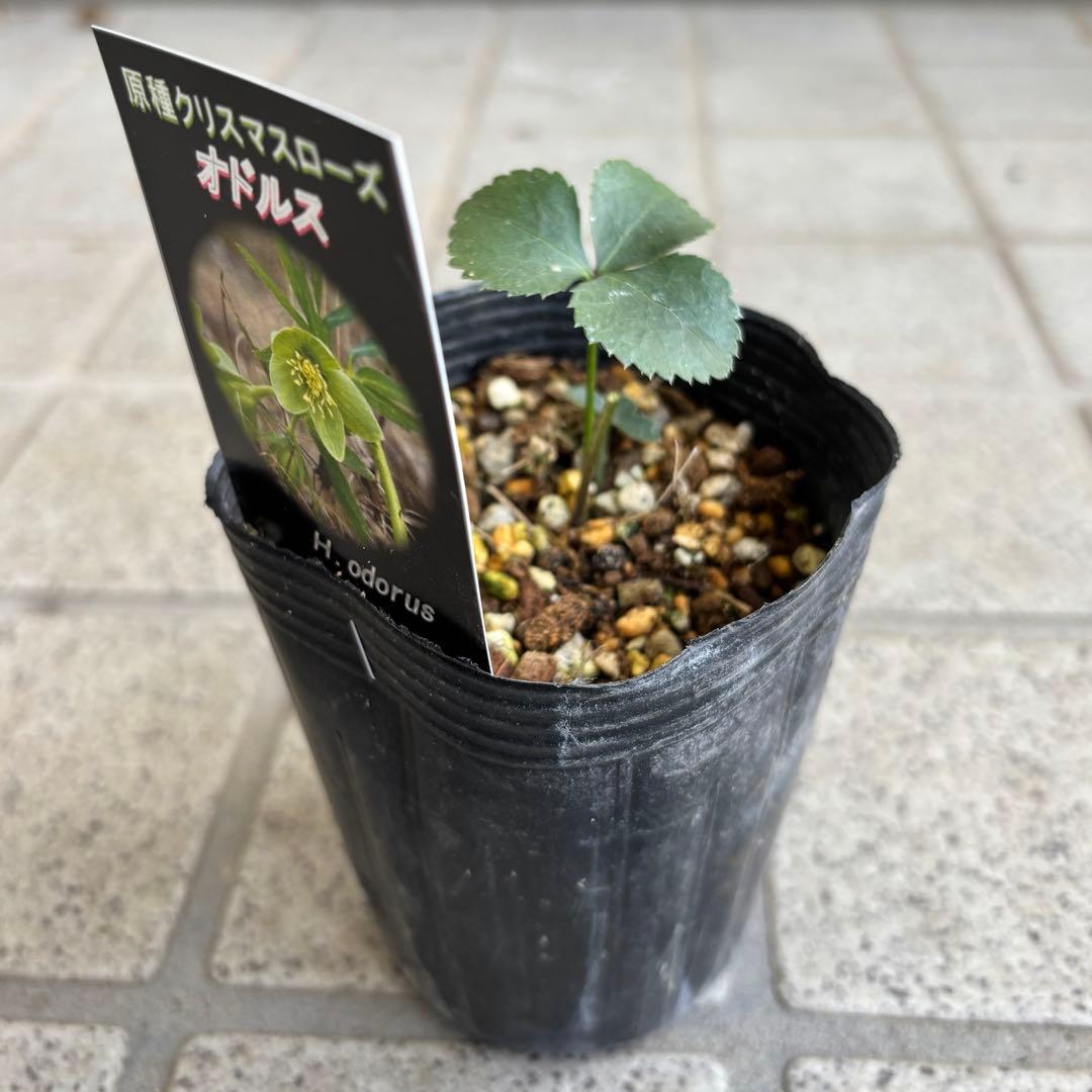 原種　クリスマスローズ 苗　クリロー　希少　クリスマスローズ