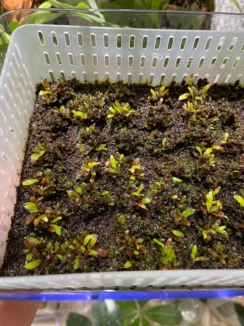 ビカクシダ　P.willinckii 'OMG' 前葉体・胞子体