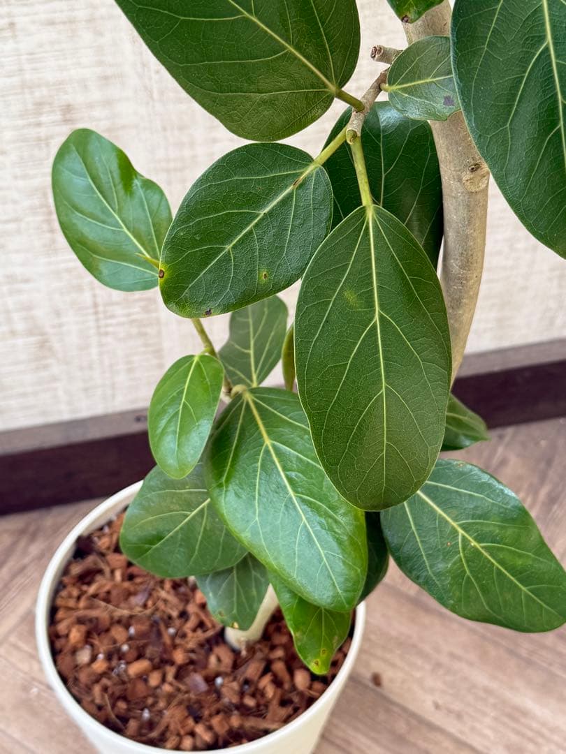 ☆ フィカス ベンガレンシス♪ 153cm スリムな曲がりフォルム♪