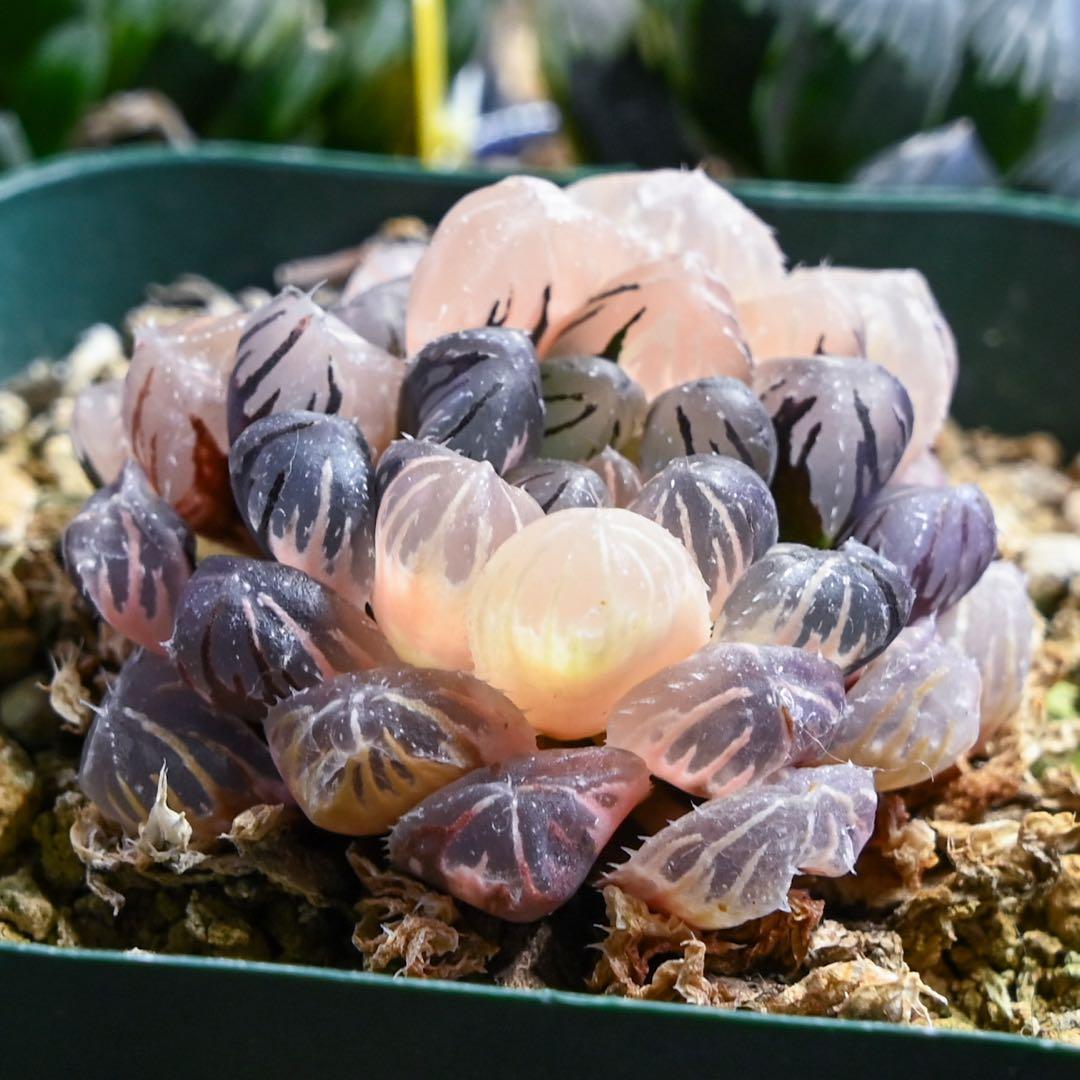 ハオルチア 紅雫錦 極上斑 親株サイズ