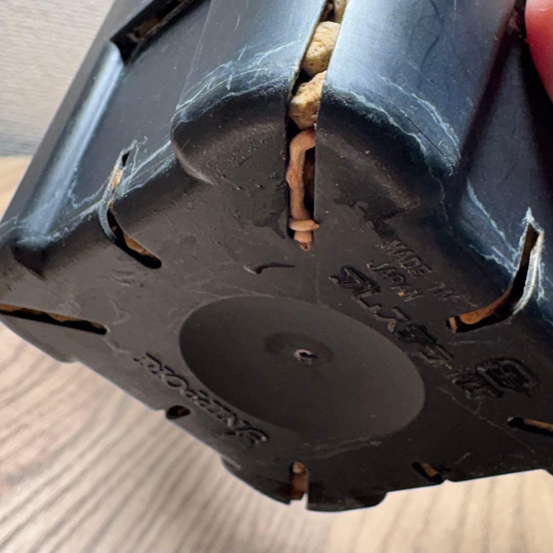 オペルクリカリア パキプス②