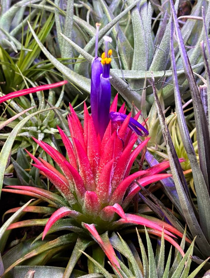 ブロメリア・エアープランツ Tillandsia ionantha Orange T'S TROPICALS