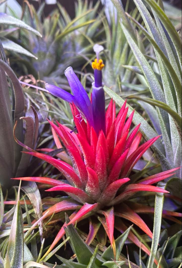 ブロメリア・エアープランツ Tillandsia ionantha Orange T'S TROPICALS