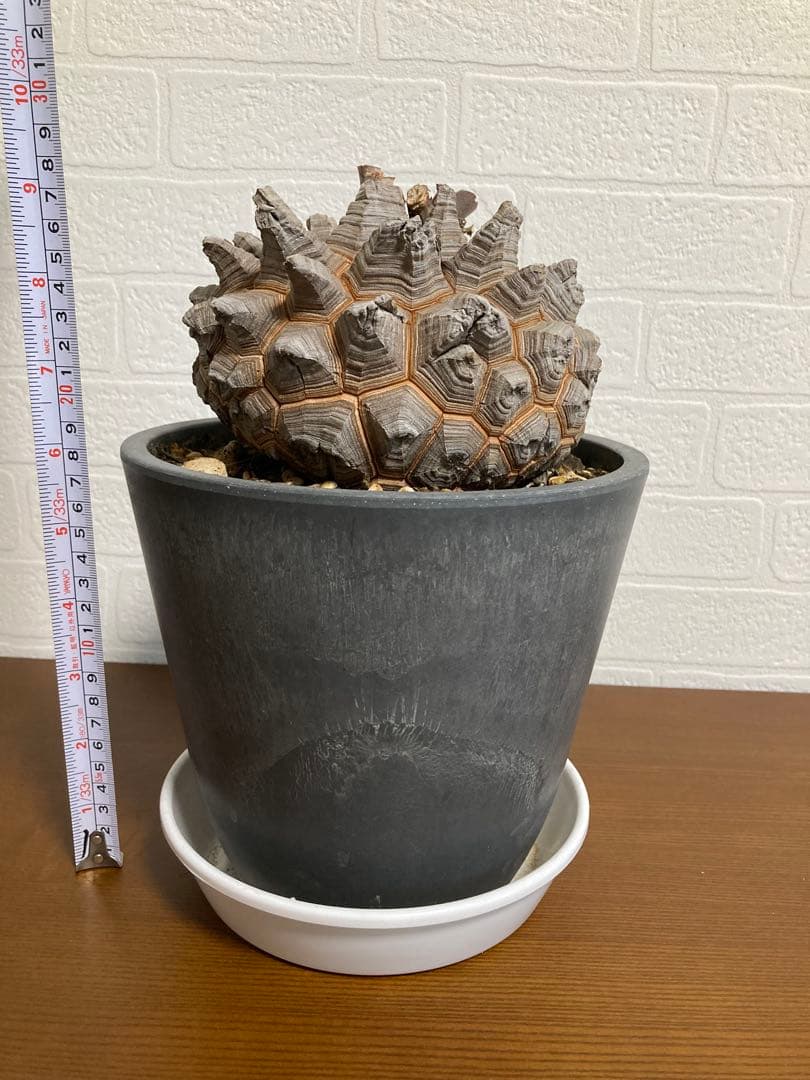 リ*ー様 【極上品】長谷川園芸　亀甲竜1-1