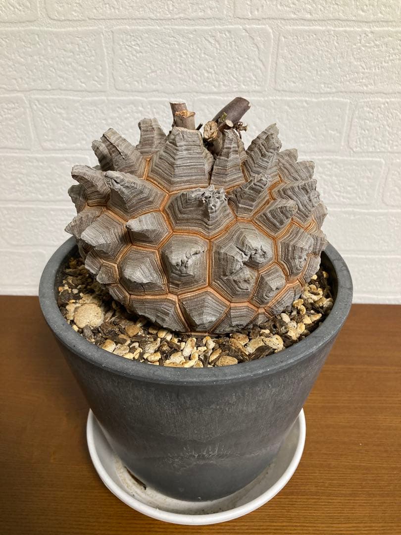 リ*ー様 【極上品】長谷川園芸　亀甲竜1-1