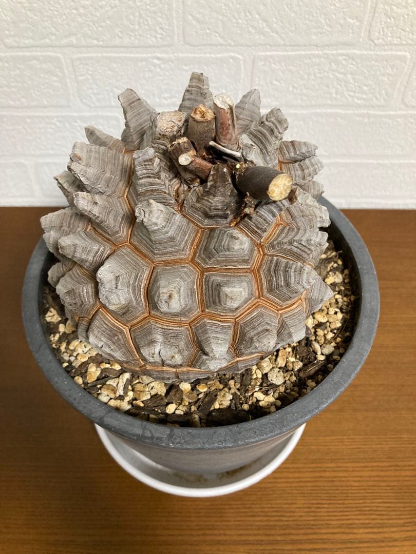 リ*ー様 【極上品】長谷川園芸　亀甲竜1-1