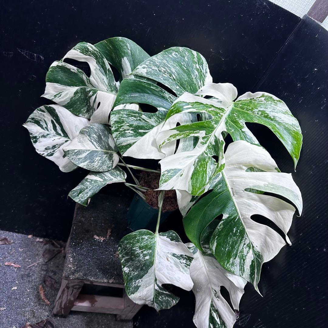 シ*ー様 斑入りモンステラ ホワイトタイガー極美大株52cm白斑多