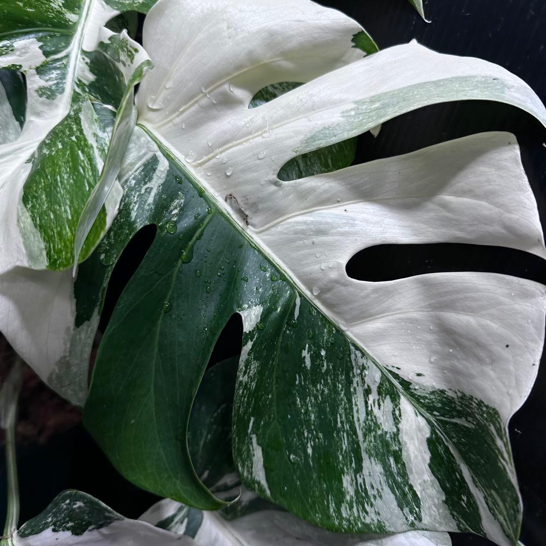 シ*ー様 斑入りモンステラ ホワイトタイガー極美大株52cm白斑多