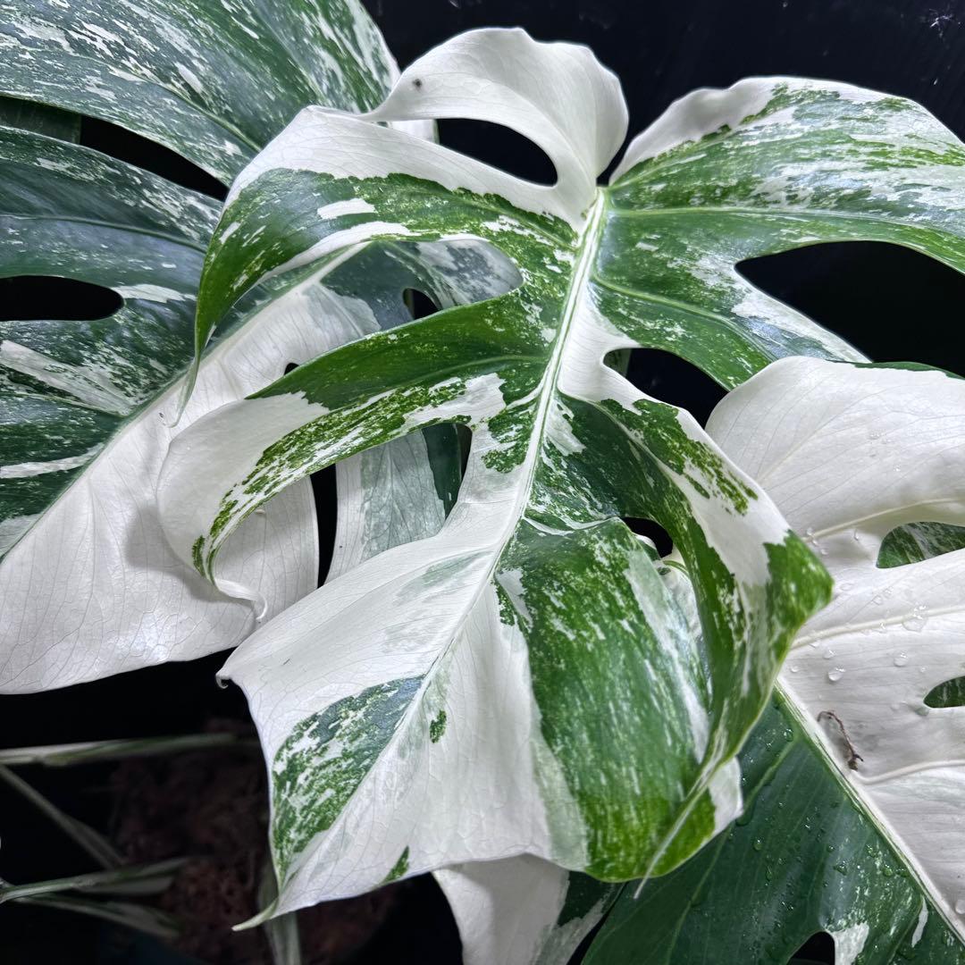 シ*ー様 斑入りモンステラ ホワイトタイガー極美大株52cm白斑多