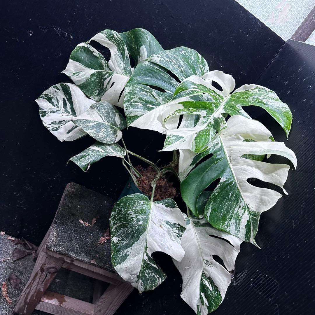 シ*ー様 斑入りモンステラ ホワイトタイガー極美大株52cm白斑多