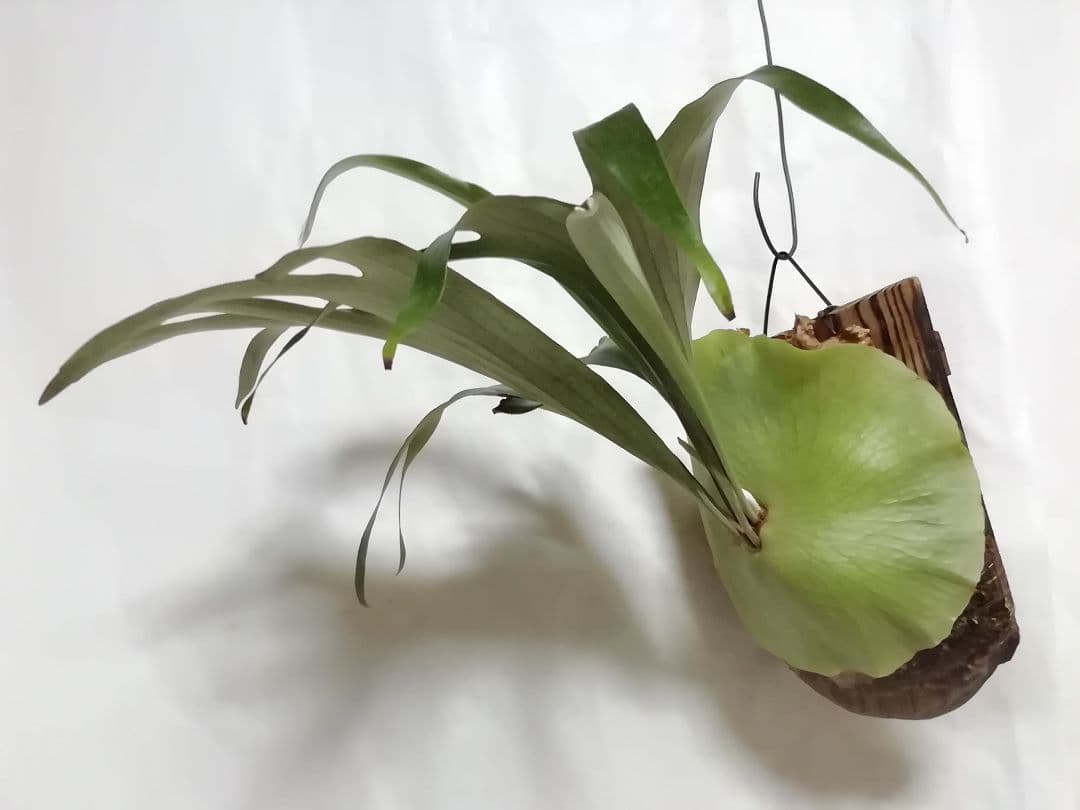 ビカクシダ　希少なビフルカッム　育てやすい大株サイズ