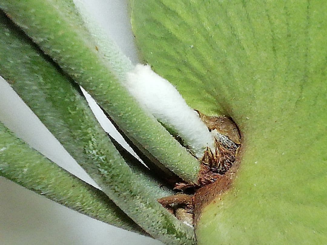 ビカクシダ　希少なビフルカッム　育てやすい大株サイズ