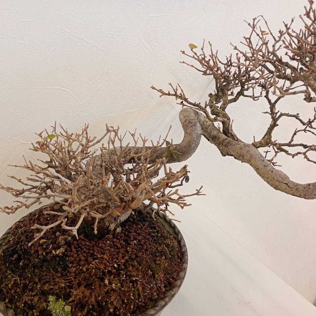 盆栽 イボタ（鉢は古い中国の鉢）樹高鉢底より約35cm