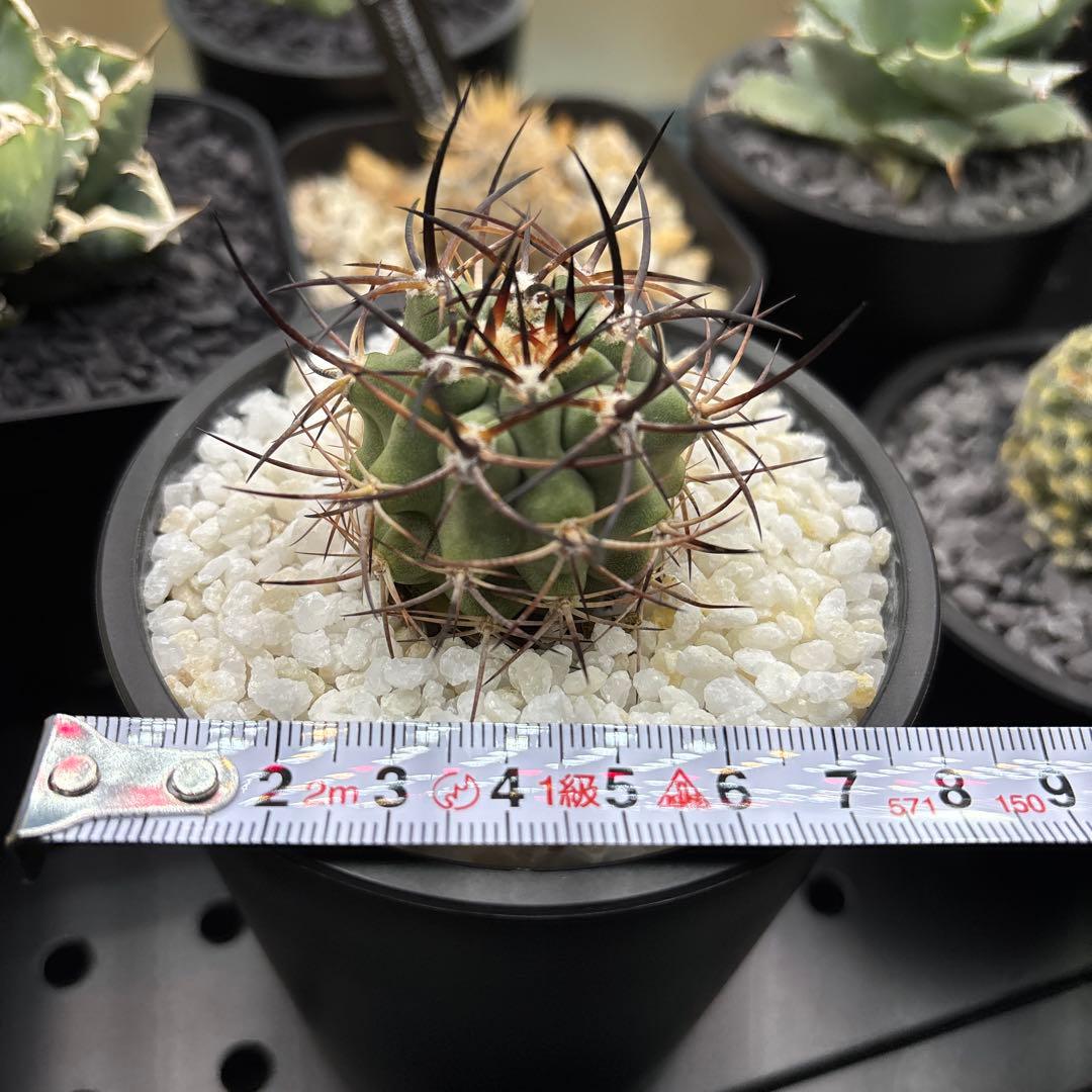 【極稀少】Eriosyce zorillaensis KP-2180