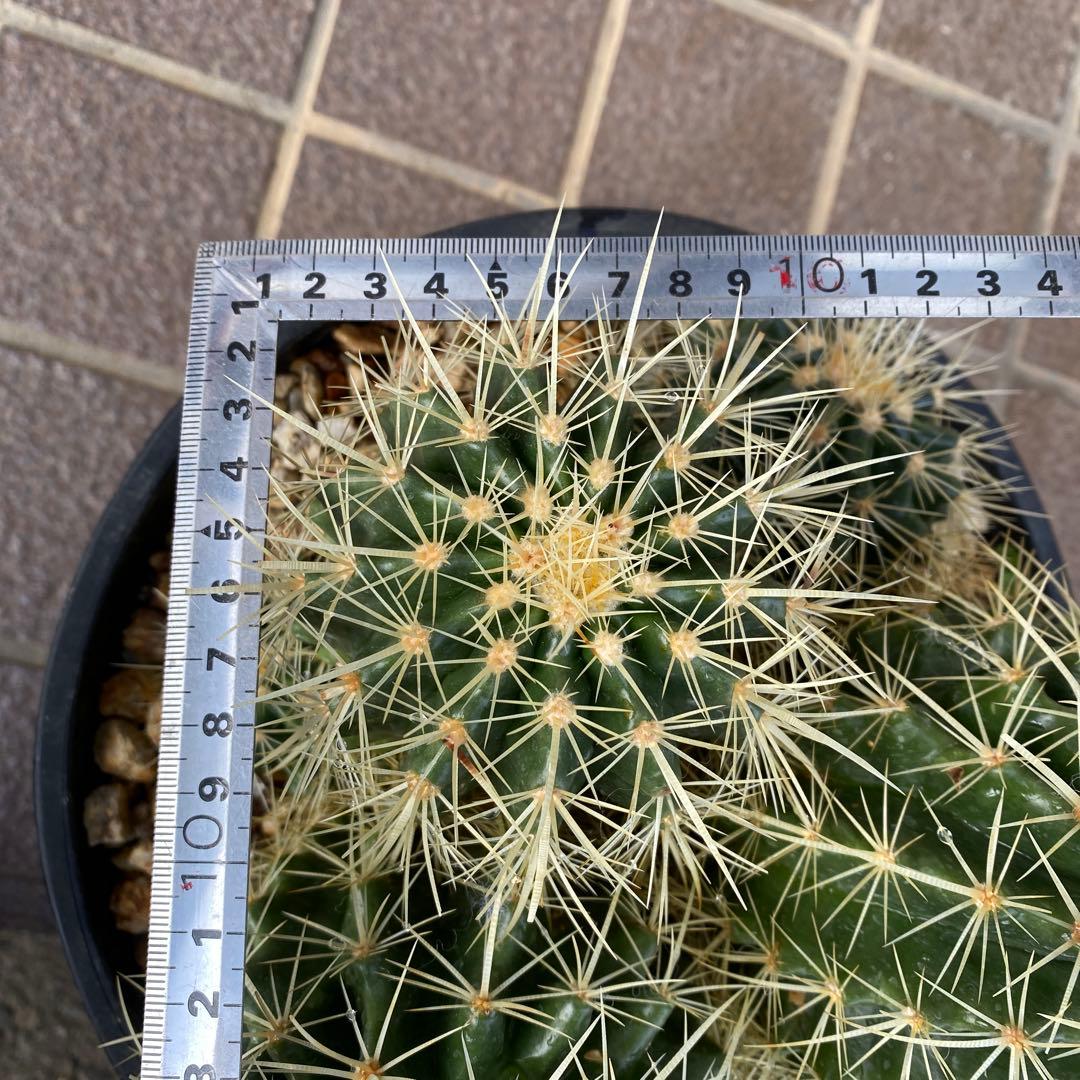 サボテン 約20cm 金鯱　キンシャチ　エキノカクタス　ドライガーデン