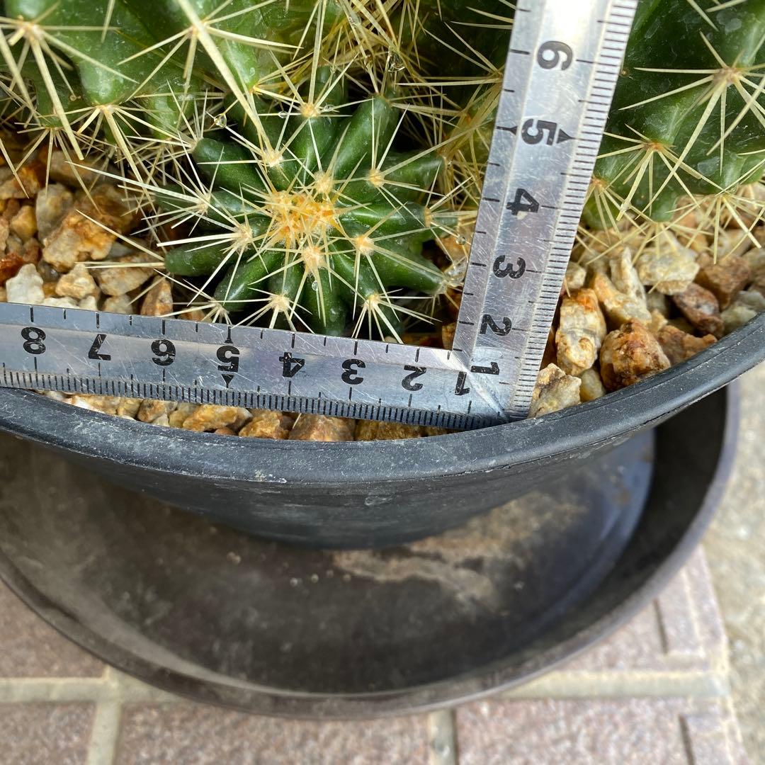 サボテン 約20cm 金鯱　キンシャチ　エキノカクタス　ドライガーデン