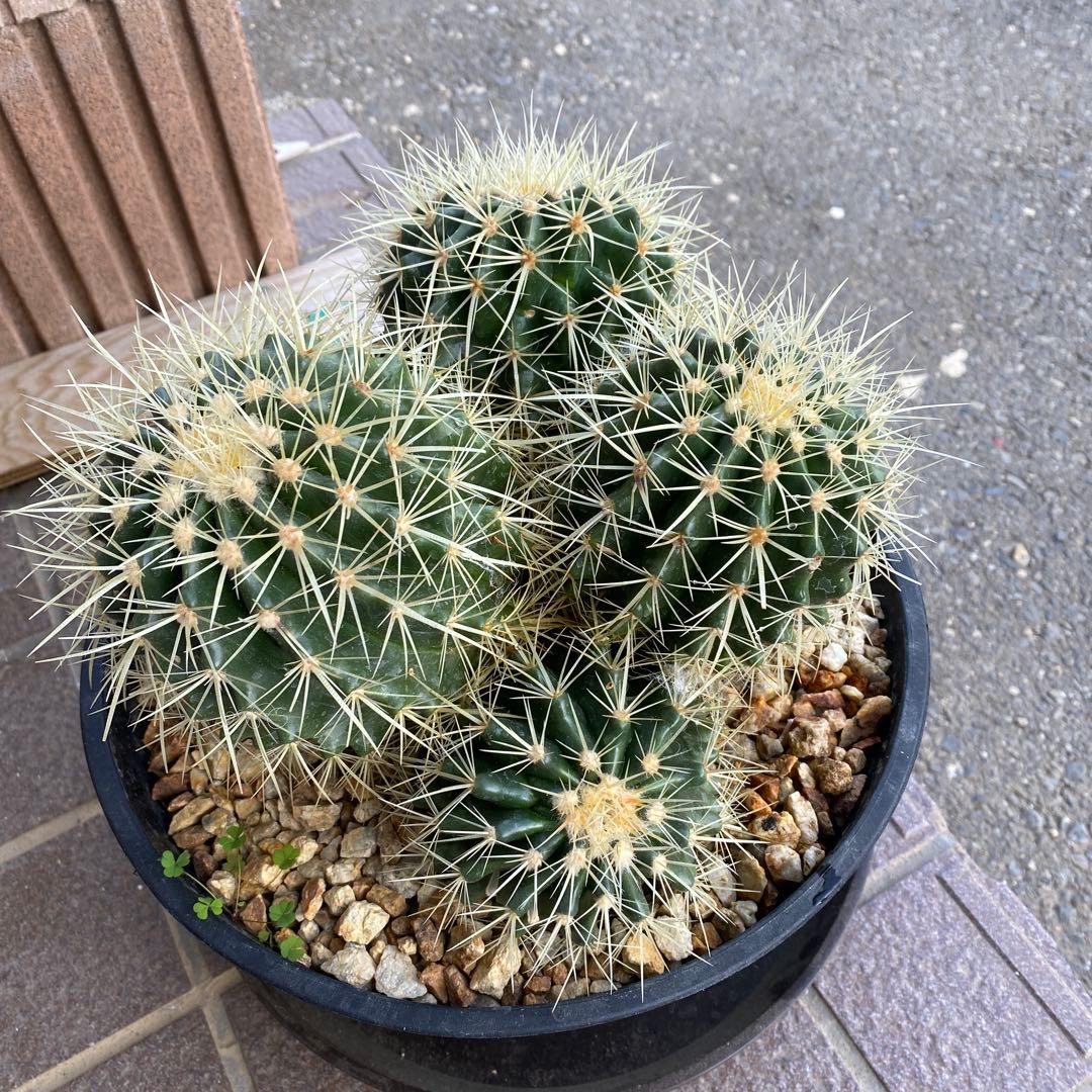 サボテン 約20cm 金鯱　キンシャチ　エキノカクタス　ドライガーデン