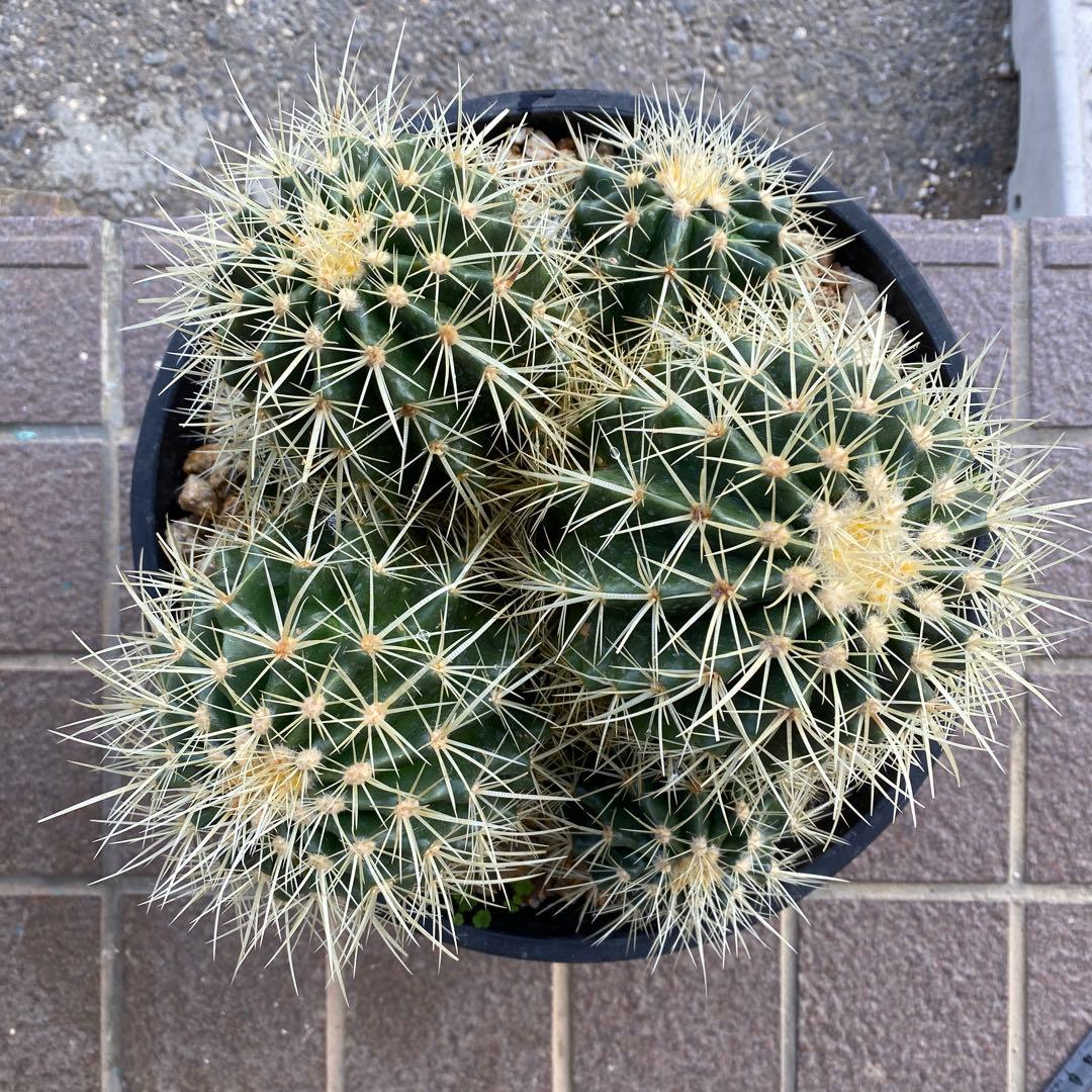 サボテン 約20cm 金鯱　キンシャチ　エキノカクタス　ドライガーデン