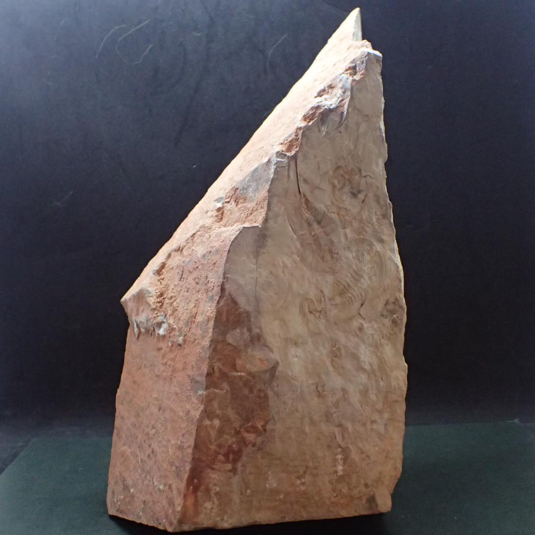 三葉虫の化石 閉鎖産地 オレネルス USA産 本物保証