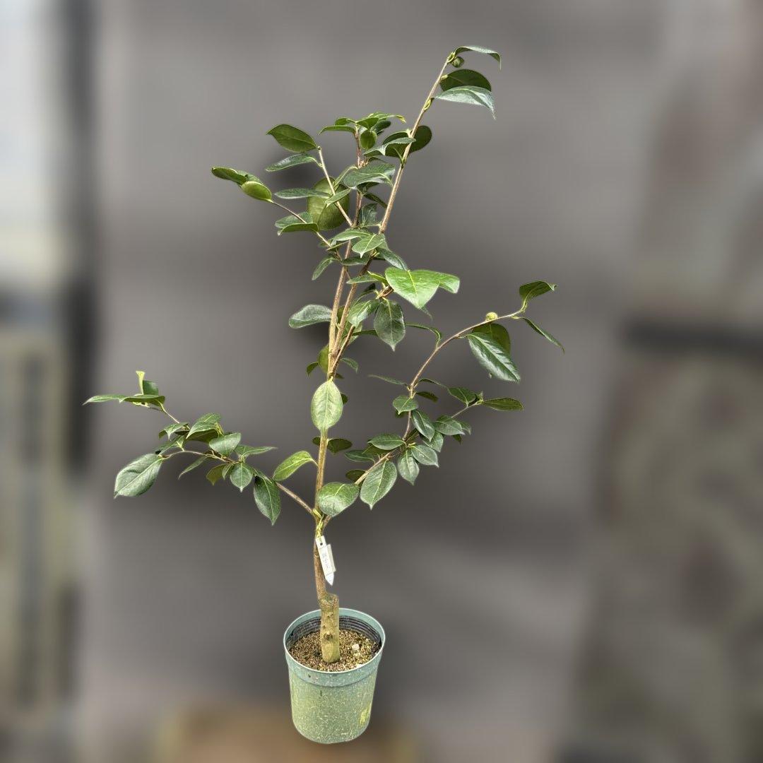 獅子王(ししおう)