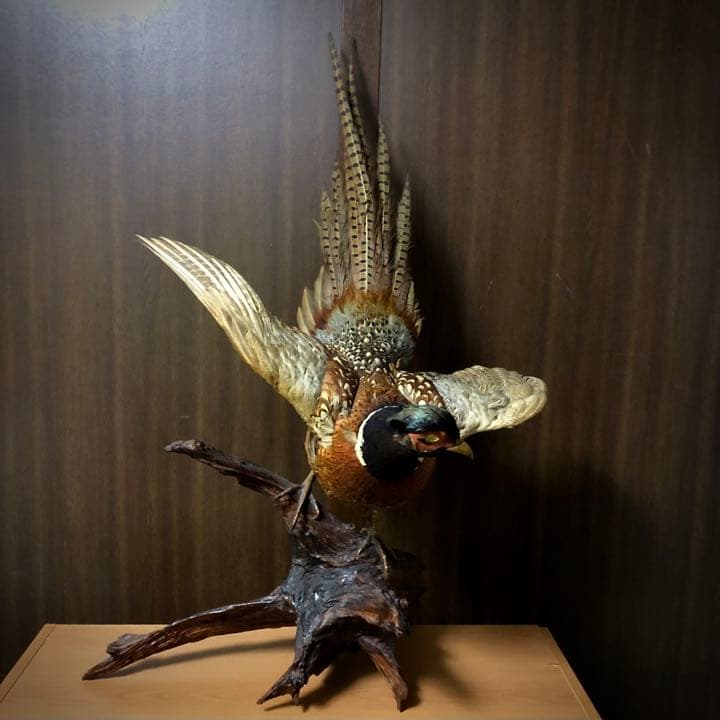 雉 コウライキジ 鳥 剥製 骨董品 芸術品 因縁物