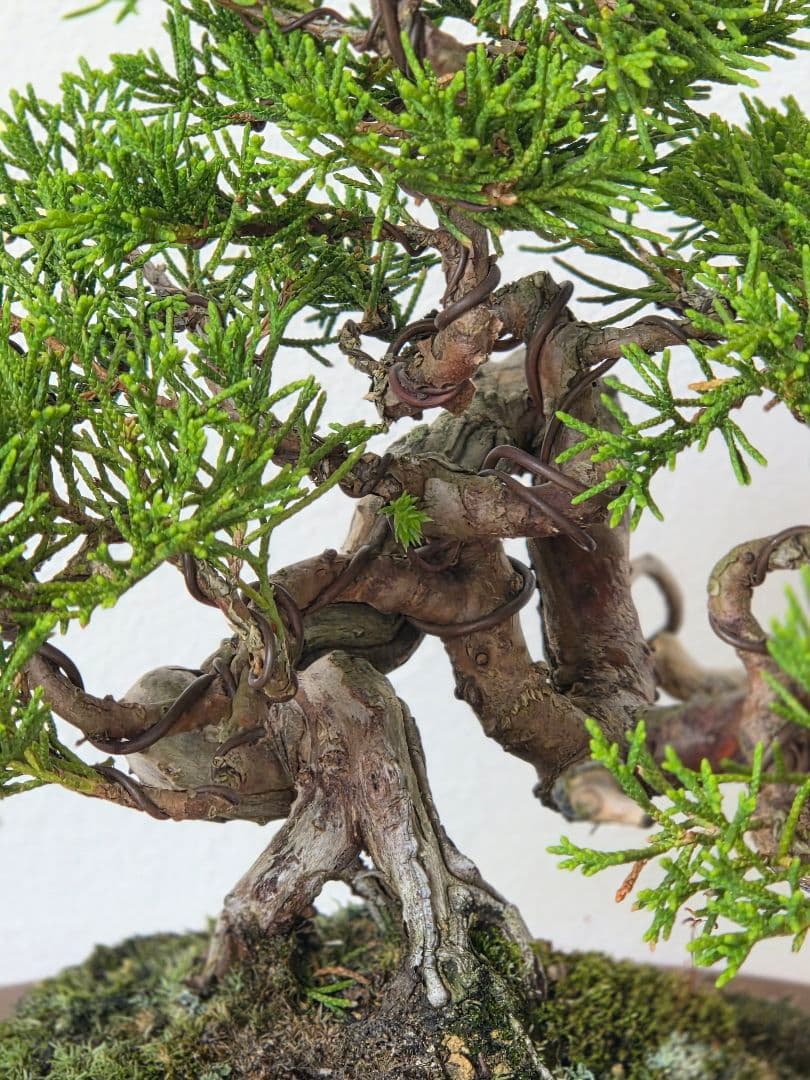 盆栽　真柏　盆栽鉢