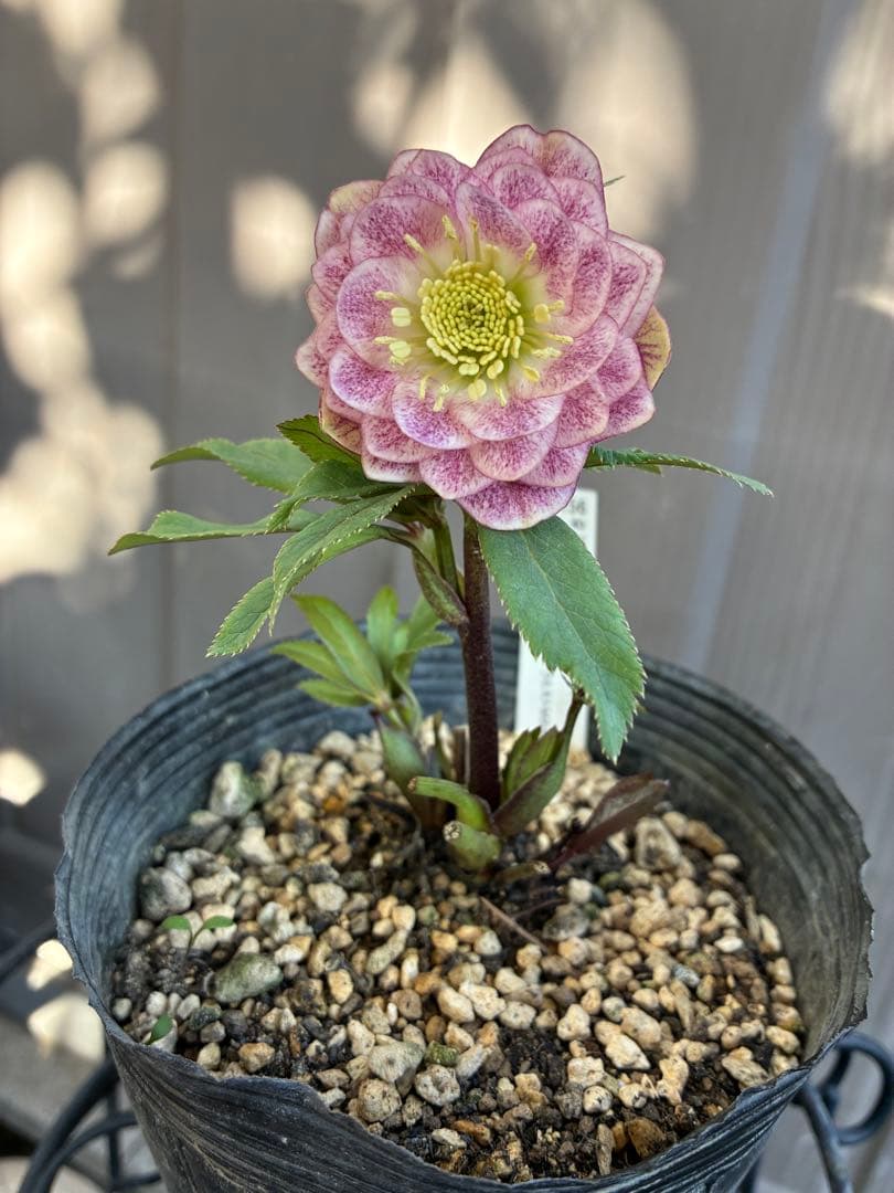 クリスマスローズ♡DDミストピンク