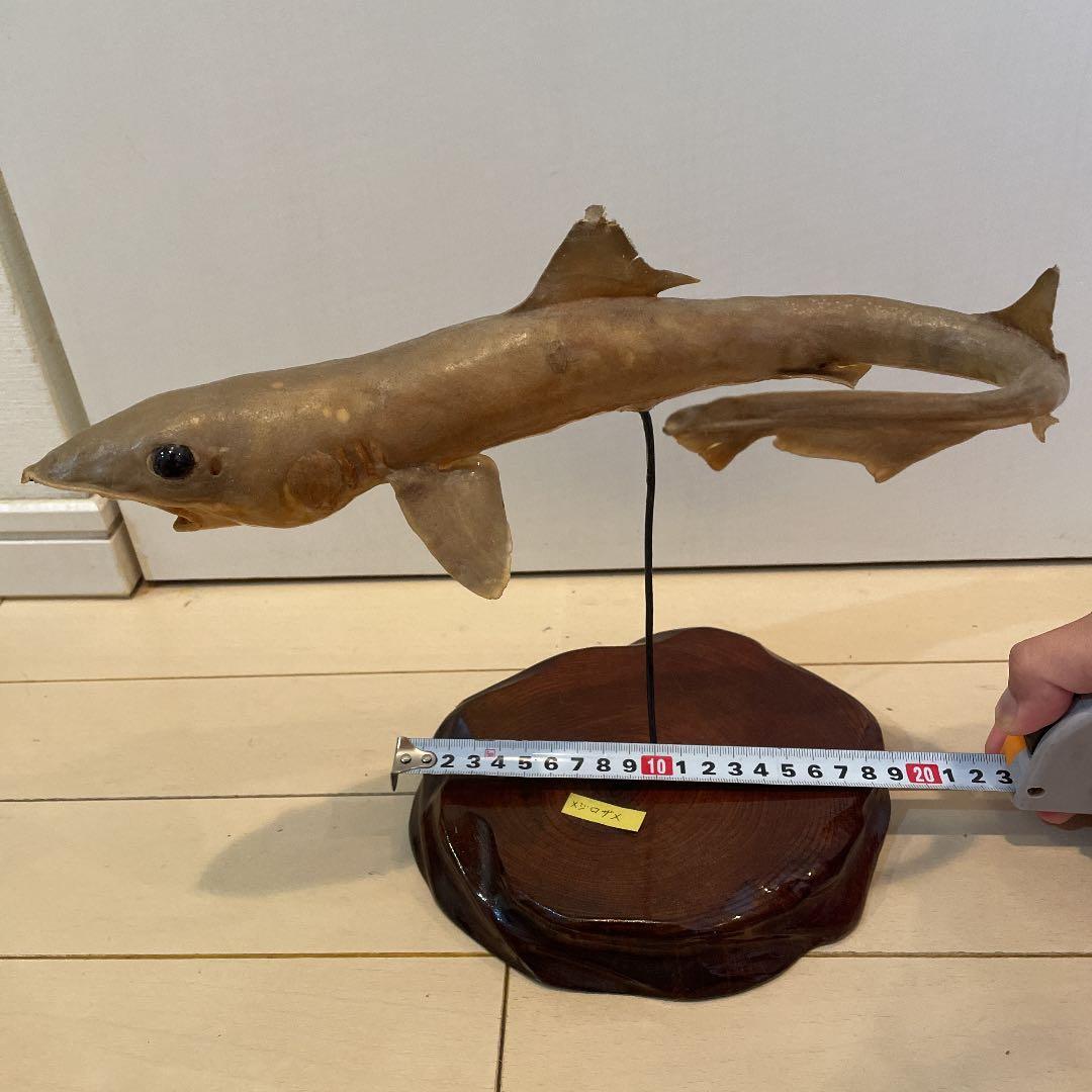 ★希少★ サメ(メジロザメ)の剥製