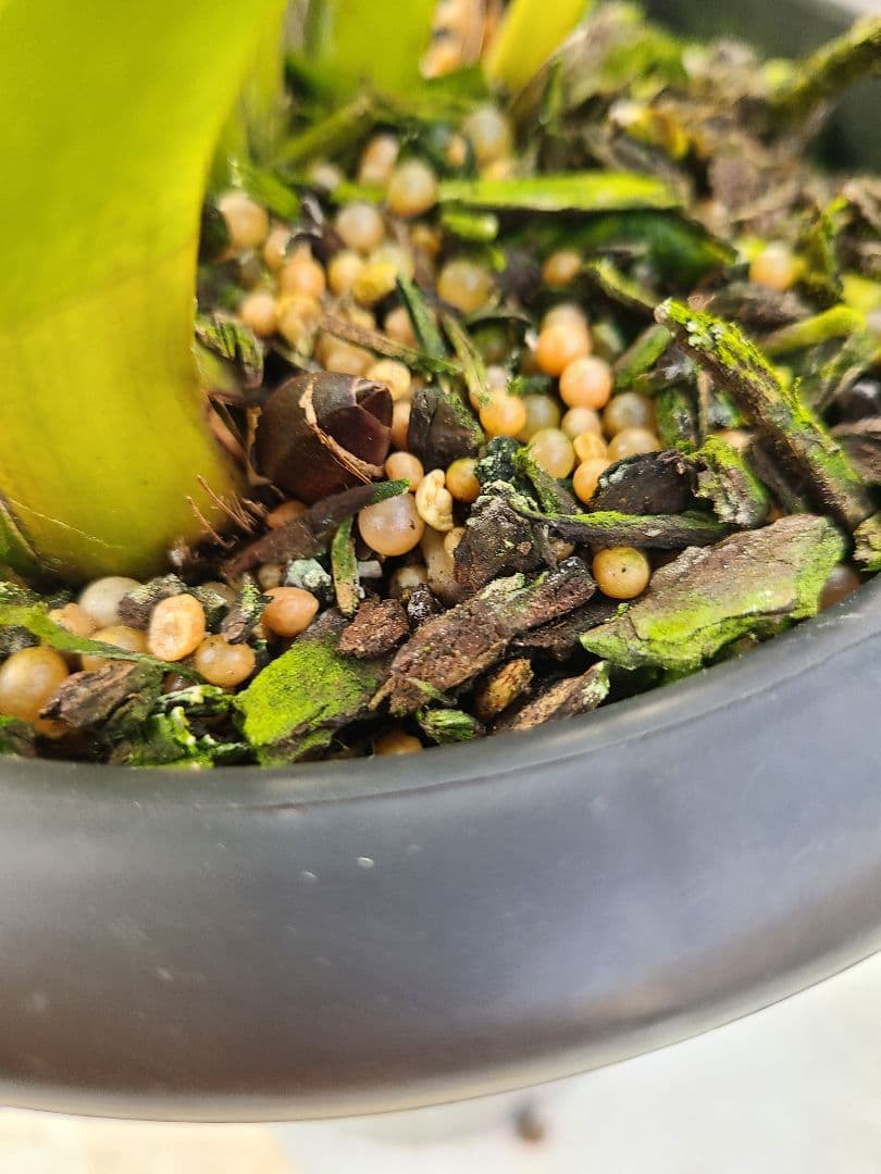 フォアゴットンフルーツ。花芽3個。5鉢セット。蜜蜂誘引蘭。日本蜜蜂。