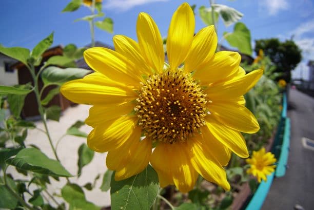 インスタ映え！魚眼レンズ！SONY　Eマウント対応！ミラーレス一眼対応！美品！！