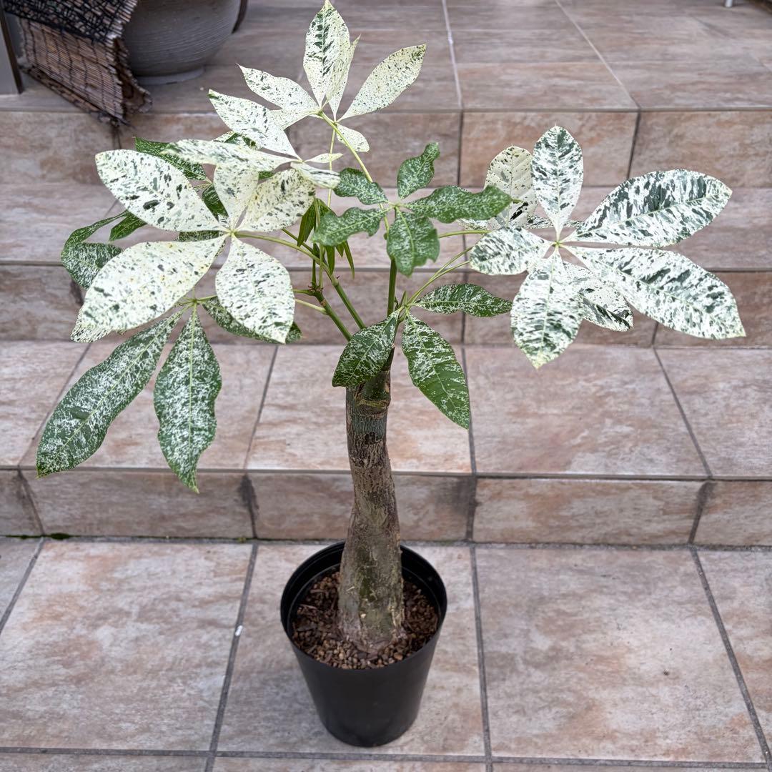 【大特価】パキラ　ミルキーウェイ　約5号鉢　No.003　鉢、送料込　メルカリ便